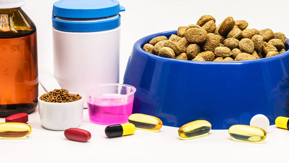 Ask Dr. Jenn: I want to make sure my dog is healthy and lives a long life. Should I be giving him a vitamin supplement?